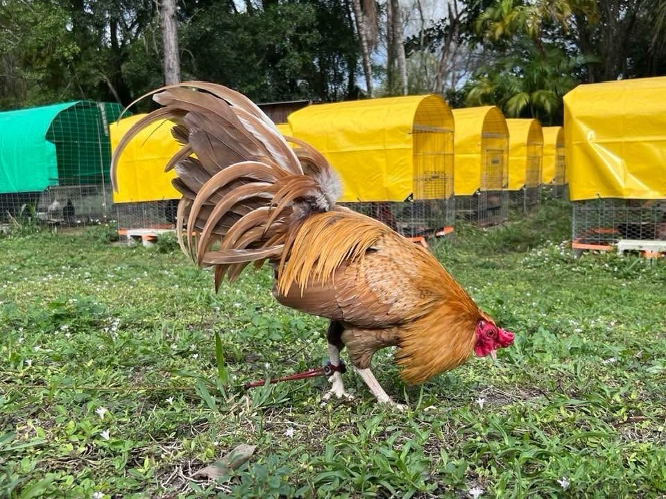 12 Plus Variety Hatching Eggs