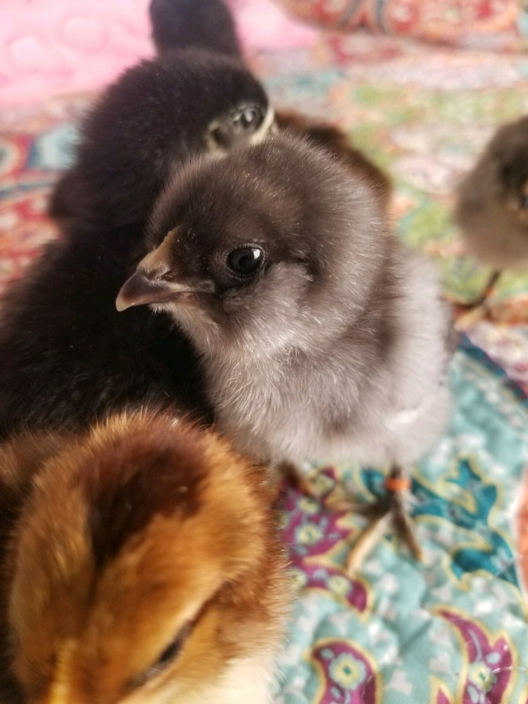 6 Fresh & Fertile Chicken Hatching Eggs - OLIVE EGGER