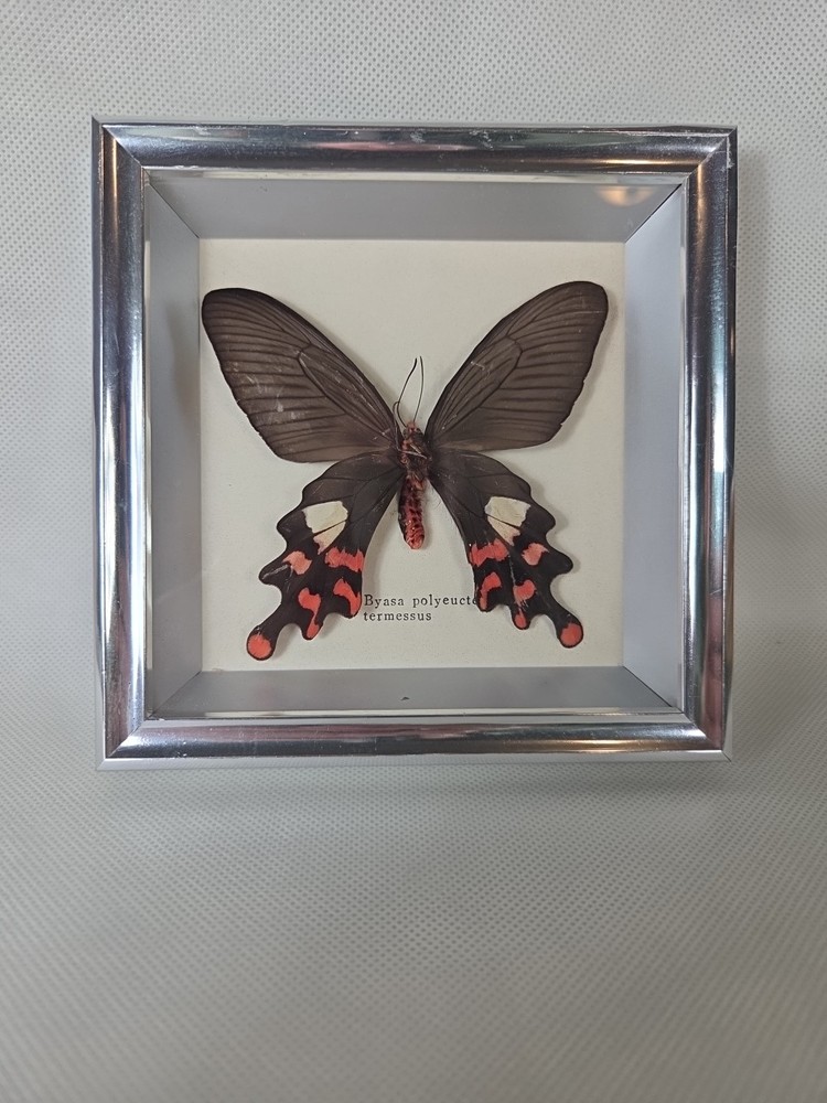 Real mounted Common Windmill butterfly - Byasa polyeuctes In Glass Case