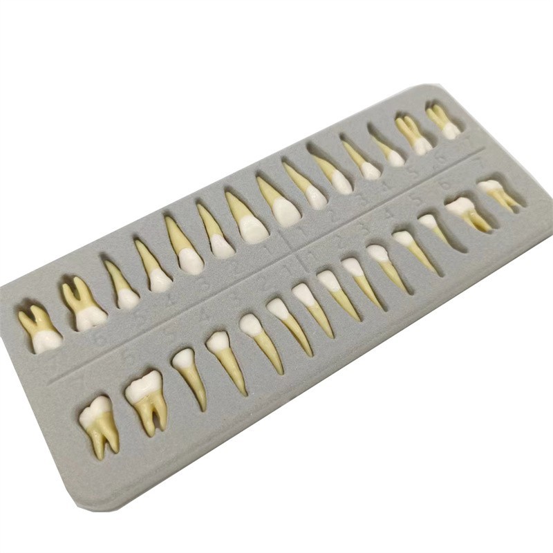 Dental 1:1 Permanent Teeth Demonstration Teach Study Model Resin Tooth W Root