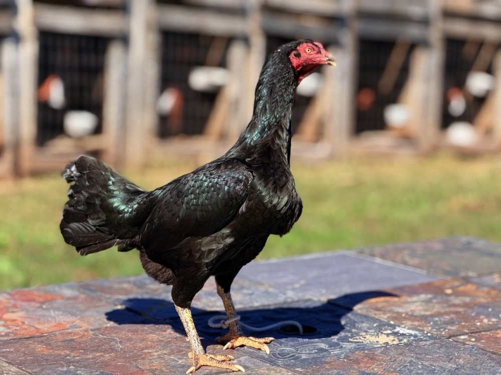 Thai Chicken Hatching eggs