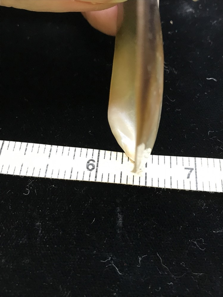 Vintage Polished Shell ready to use in multiple applications