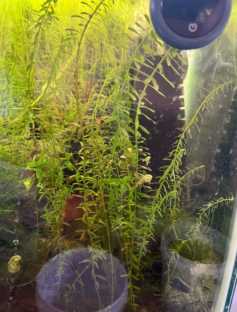 Aquatic Plant Bundle