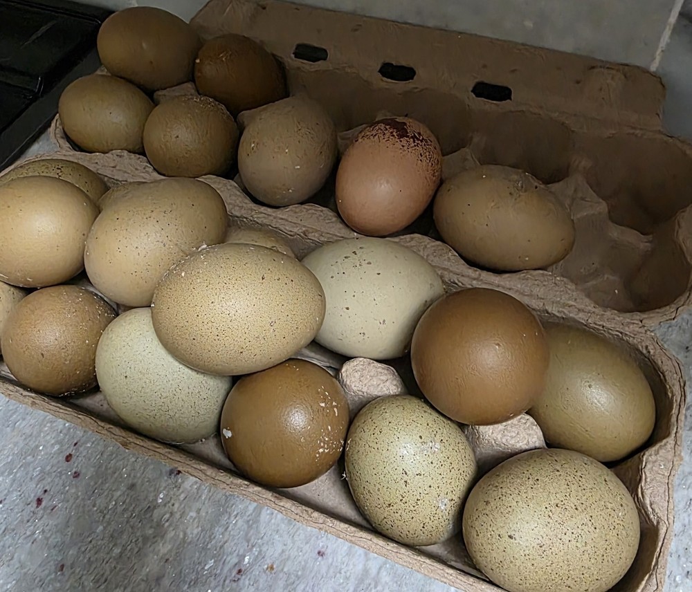 6+ F4 Generation Olive Hatching Eggs – BCM 2nd Gen Breed Back/ Silverrudd Splash
