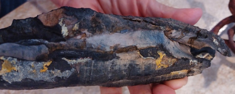 Unknown Large Fossil