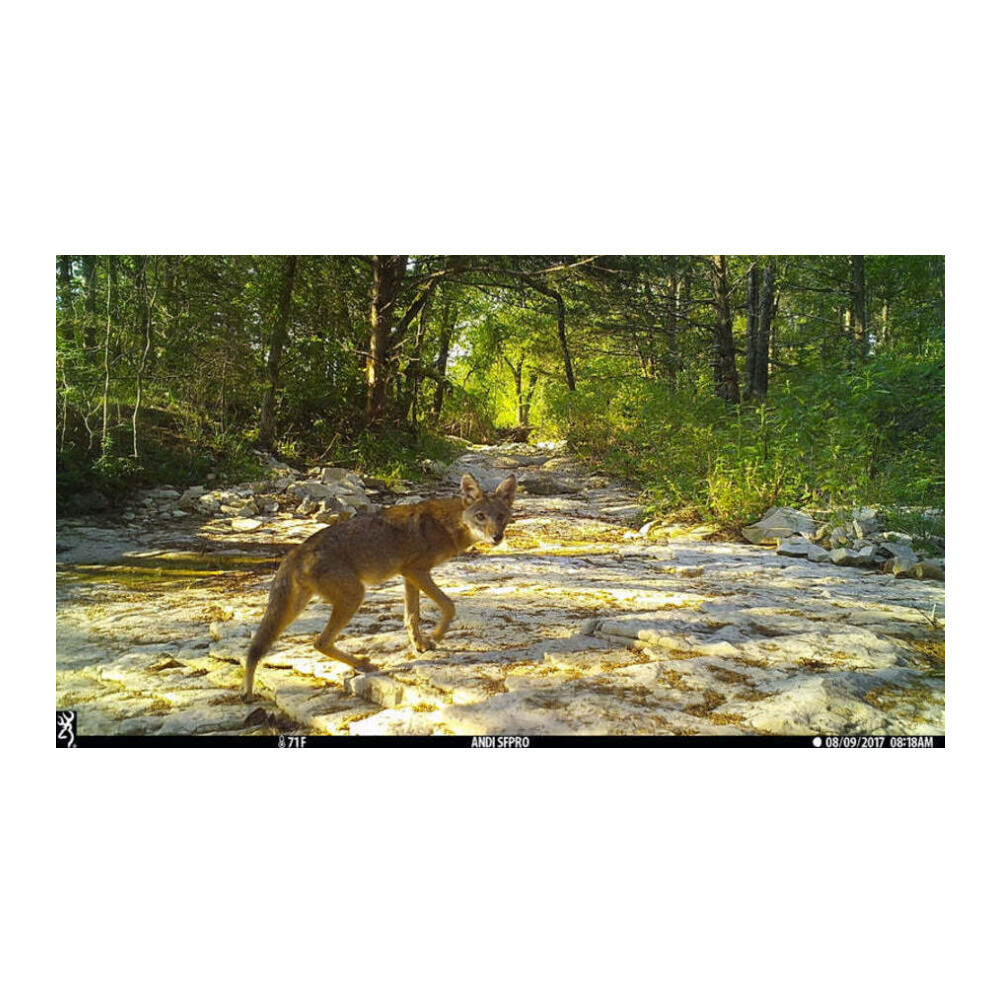 Browning Dark Ops Pro X Trail Camera w Memory Card Security Box Bundle