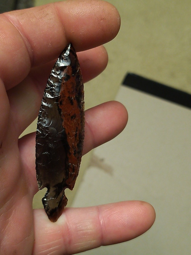 Turkey Tail 3" long by 7/8" wide