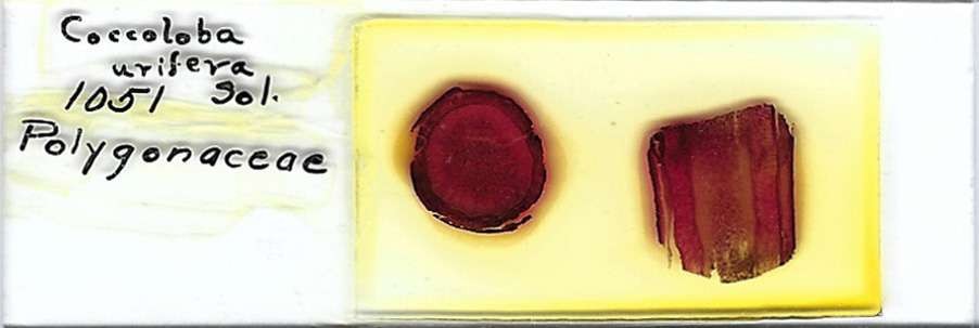 Seagrape Coccoloba uvifera Microscope Slide