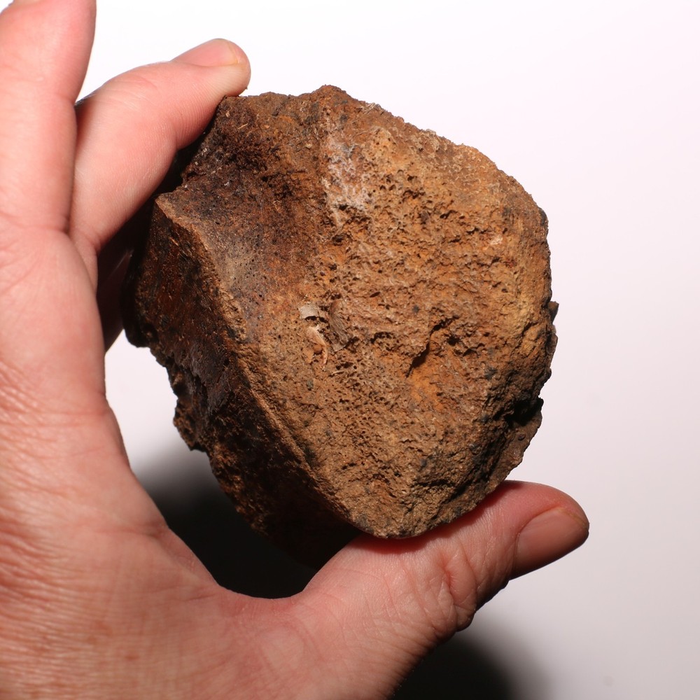 Dinosaur Bone - Large Thick Heavy - Hell Creek Formation Cretaceous - Nice Piece