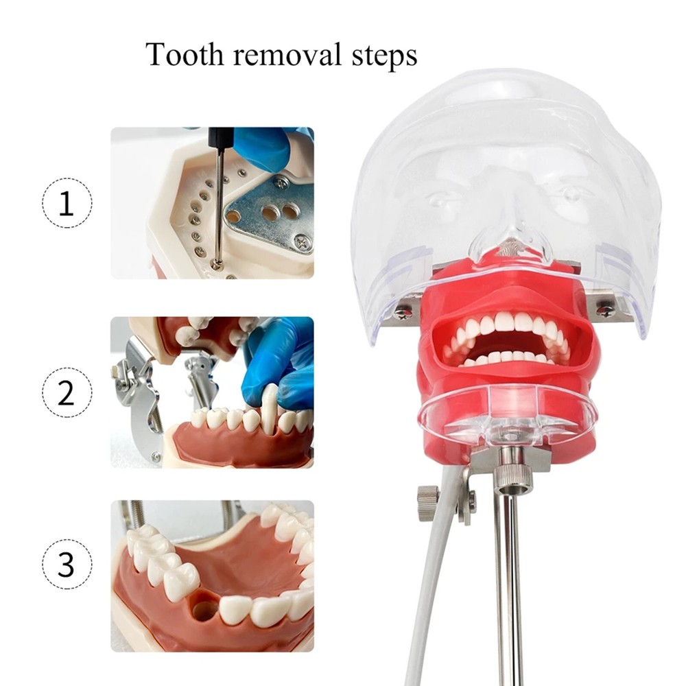 Dental Simulator Manikin Phantom Head Model with 28 Removal Teeth Bench Mount