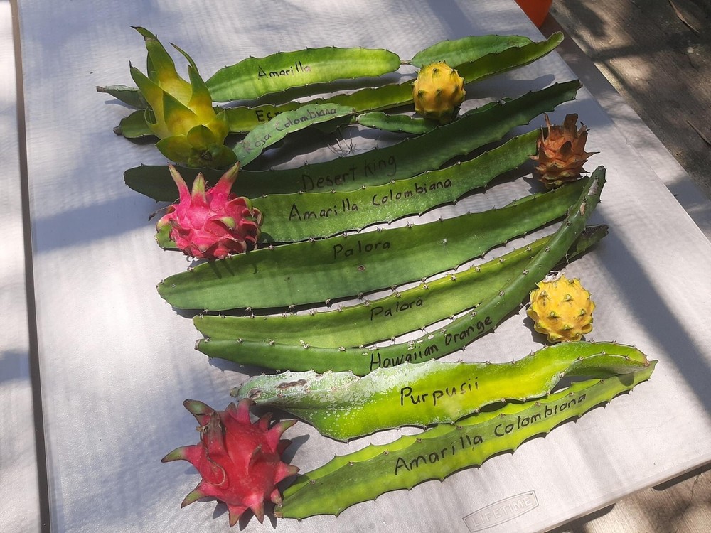 DRAGON FRUIT CUTTINGS - MULTIPLE VARIETIES - 13" - 17” Hi