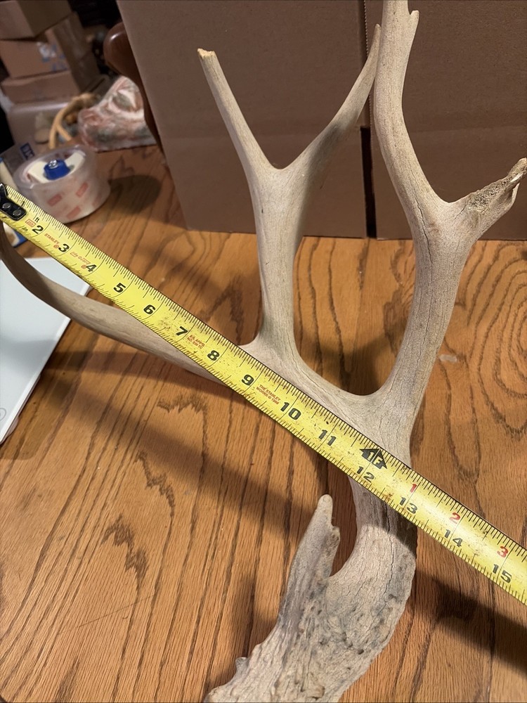 Large Antler Shed See Photos
