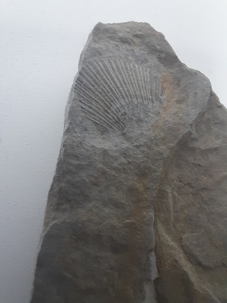 Fossil Shell carboniferous Paliozoic devonian Pennsylvanian fossilized VA