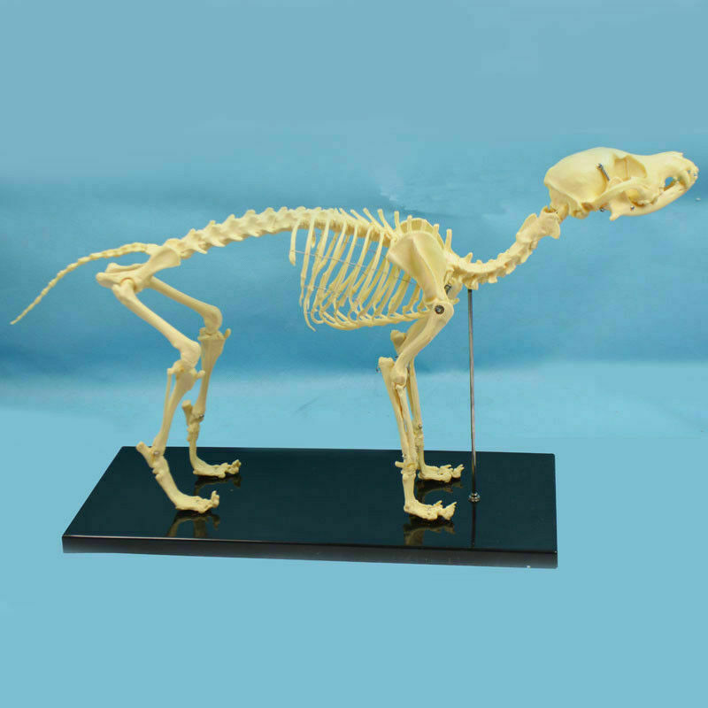 Model Canine Skeleton Standard Size Dog Display Lab Study Veterinary Animal