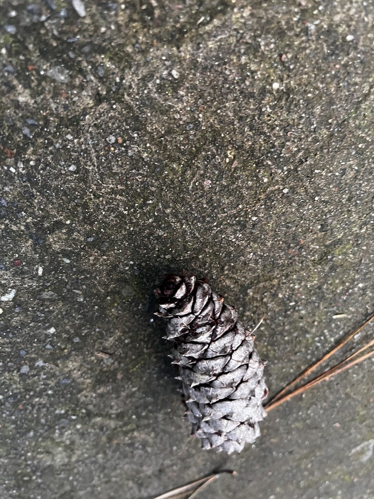 literally just a pinecone