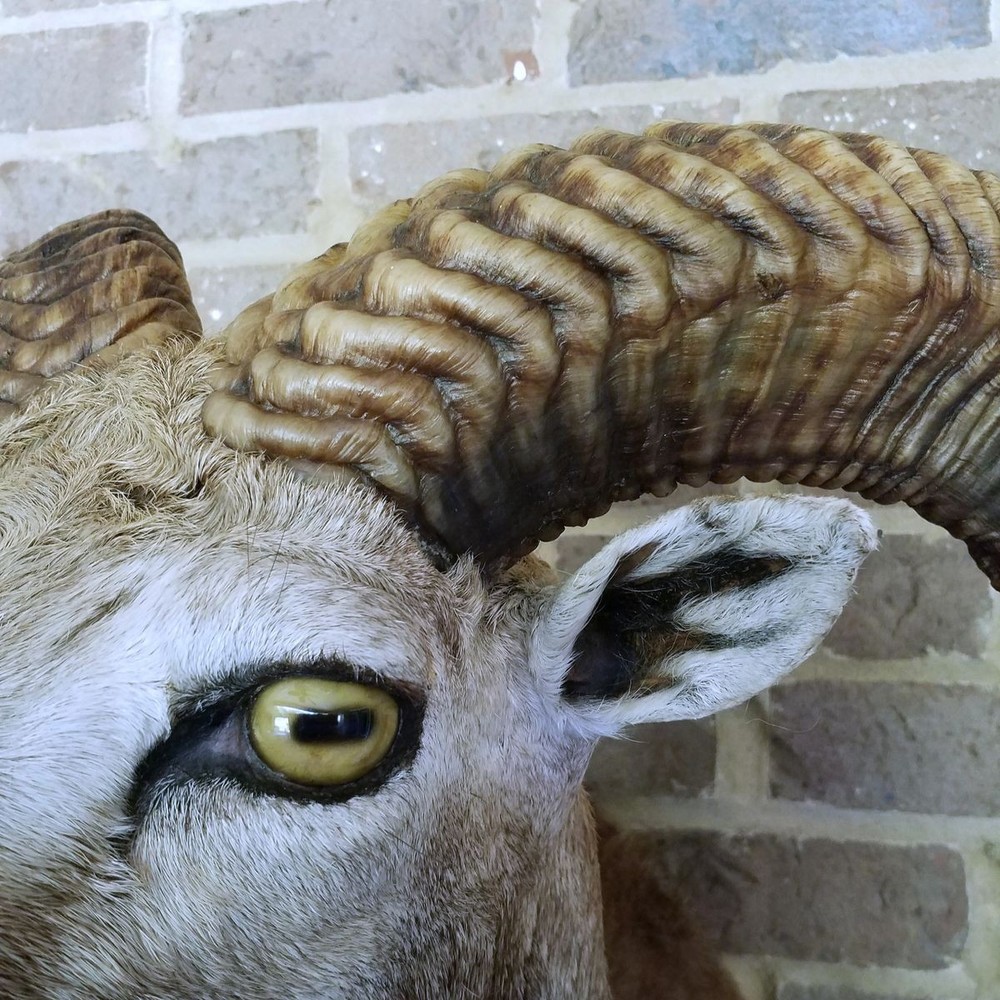 Mouflon Ram mount - 27 inch horns