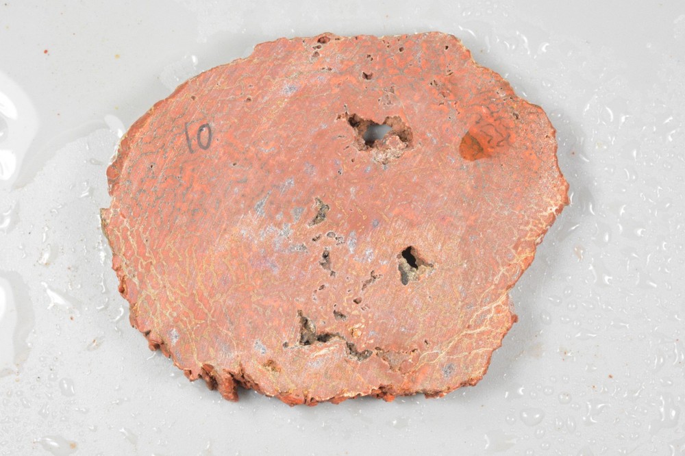 Orange Agatized Dinosaur Bone, New Mexico, 70 grams