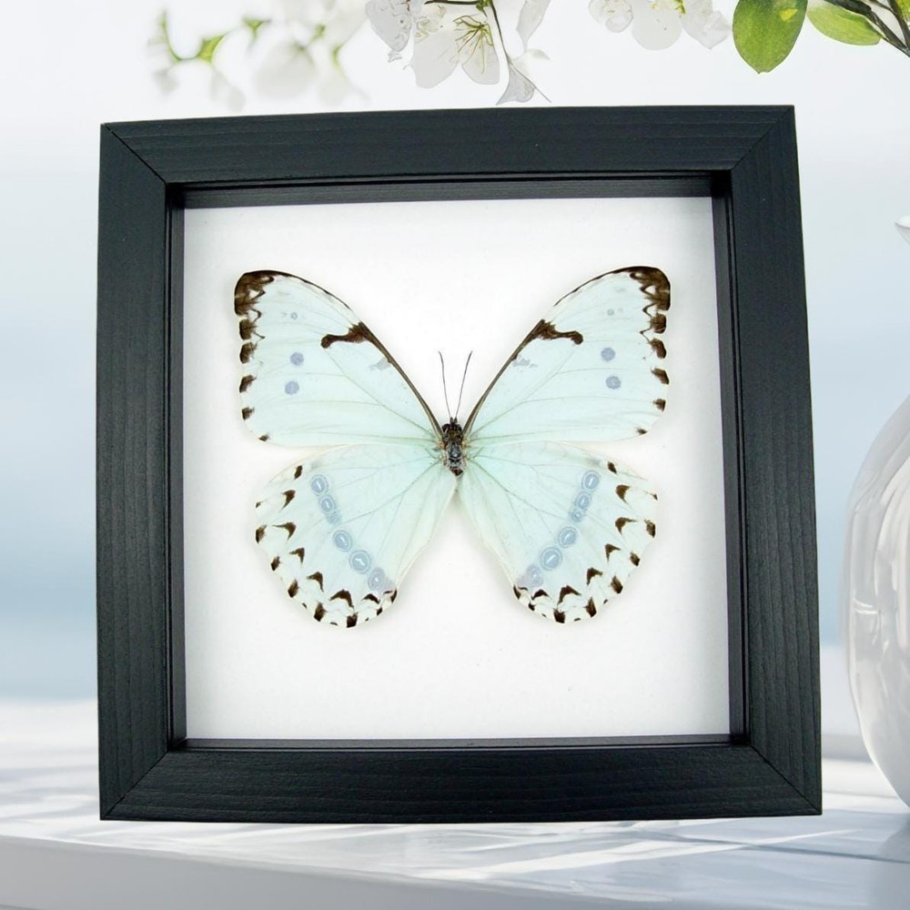 Real Mint Morpho Butterfly Morpho catenarius Framed Shadowbox