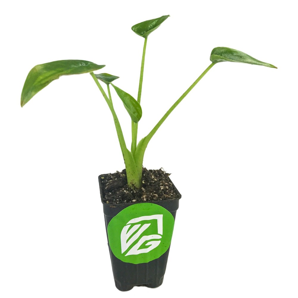 Tiny Dancer Elephant Ear (Tiny Dancers) - Alocasia - Live Plant