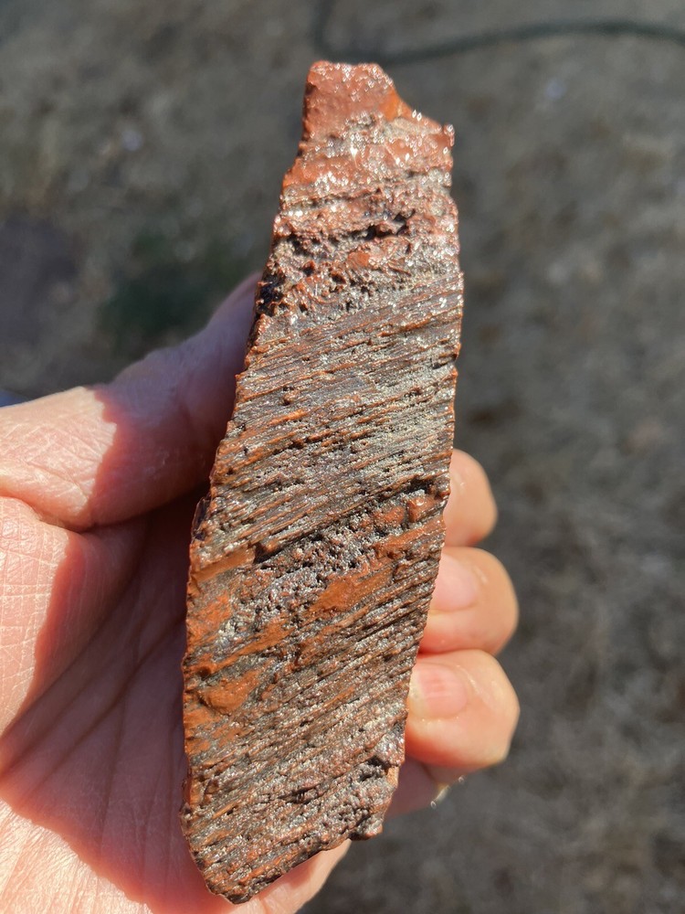 Arizona Petrified Wood