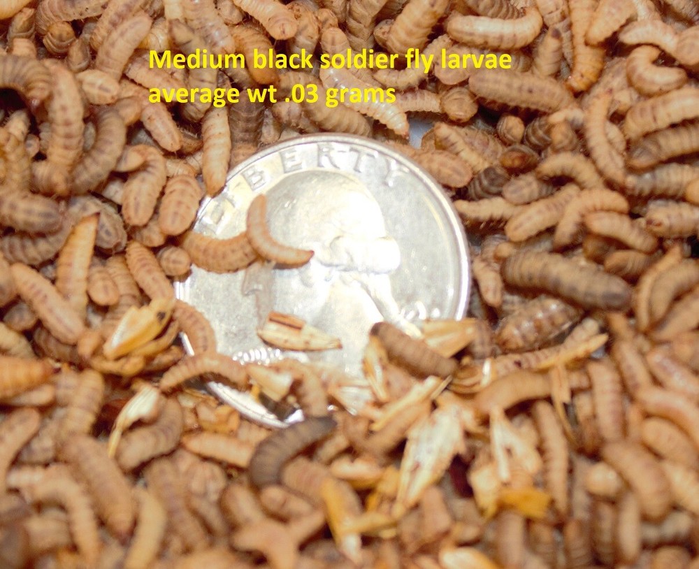 Live Black Soldier Fly Larvae Medium feeder