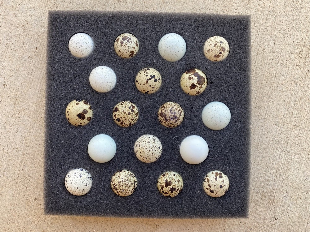 72 Coturnix Quail Hatching Eggs