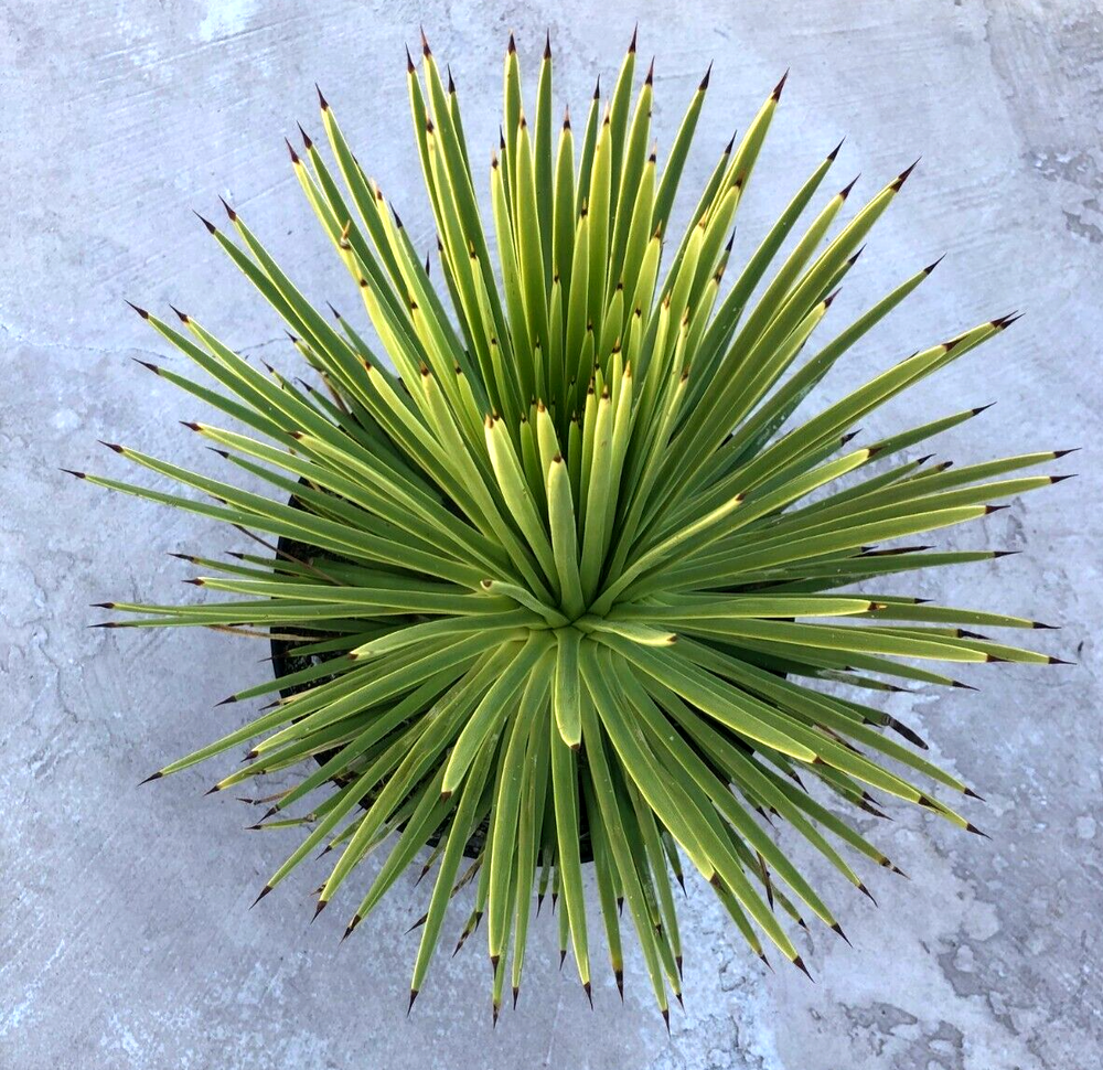 Agave Stricta 'Hedgehog Agave', Currently in a 9" container