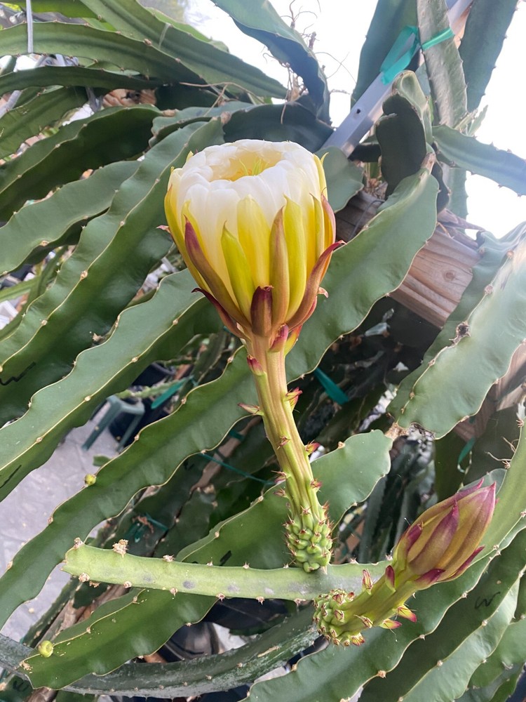 DRAGON FRUIT CUTTINGS - MULTIPLE VARIETIES - 13" - 17” Hi