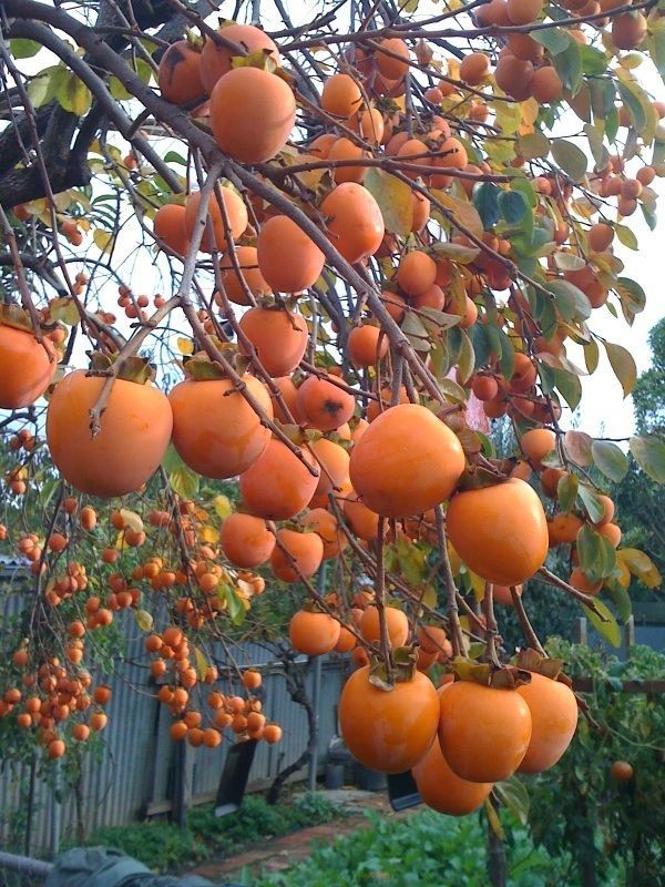 2 Diospyros Virginiana Native Persimmon Fruit Tree Bare-root