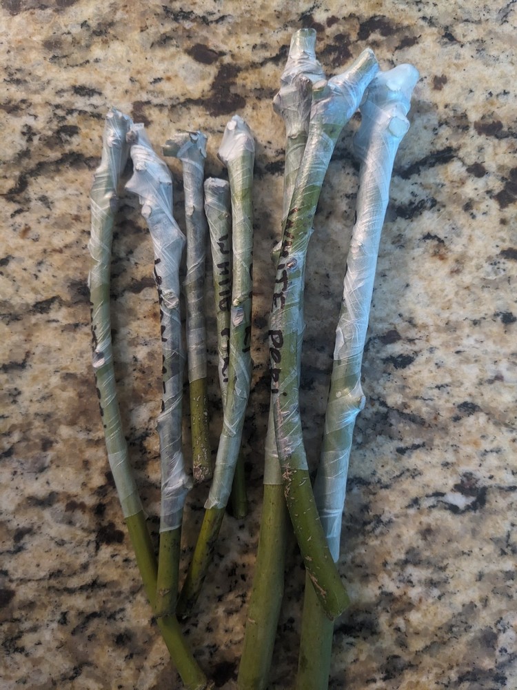 Mango Scion Pack – 5 Nam Doc Mai | Fresh Cut