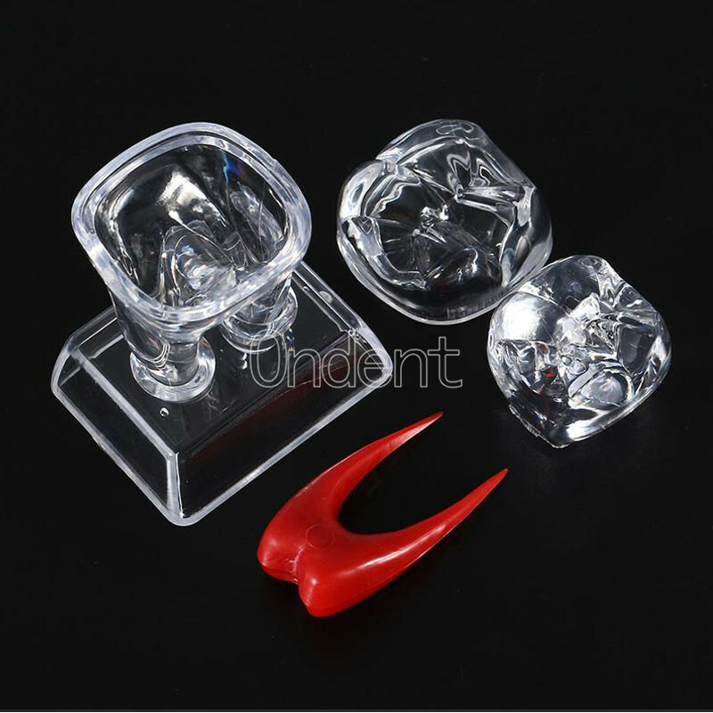 2X Detachable Tooth Model Plastic Teeth Crystal Base Separable Teaching Demo New