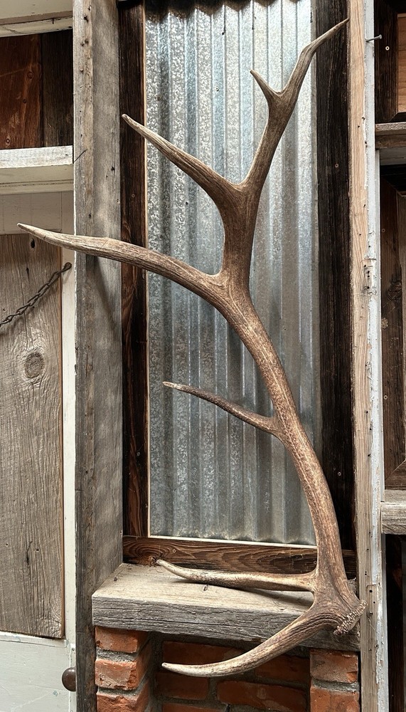 Large 7 Pt Elk Shed ~ Elk Antler ~ Decor