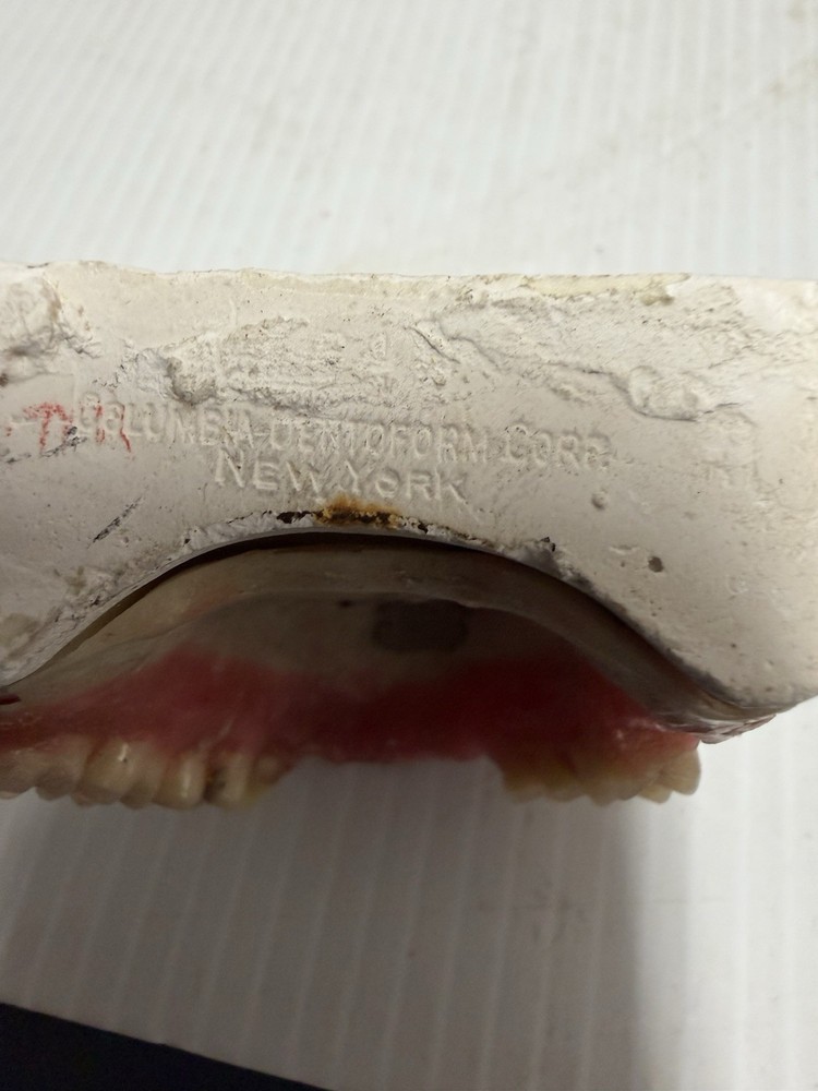 Lot of 2 typodont educational teeth