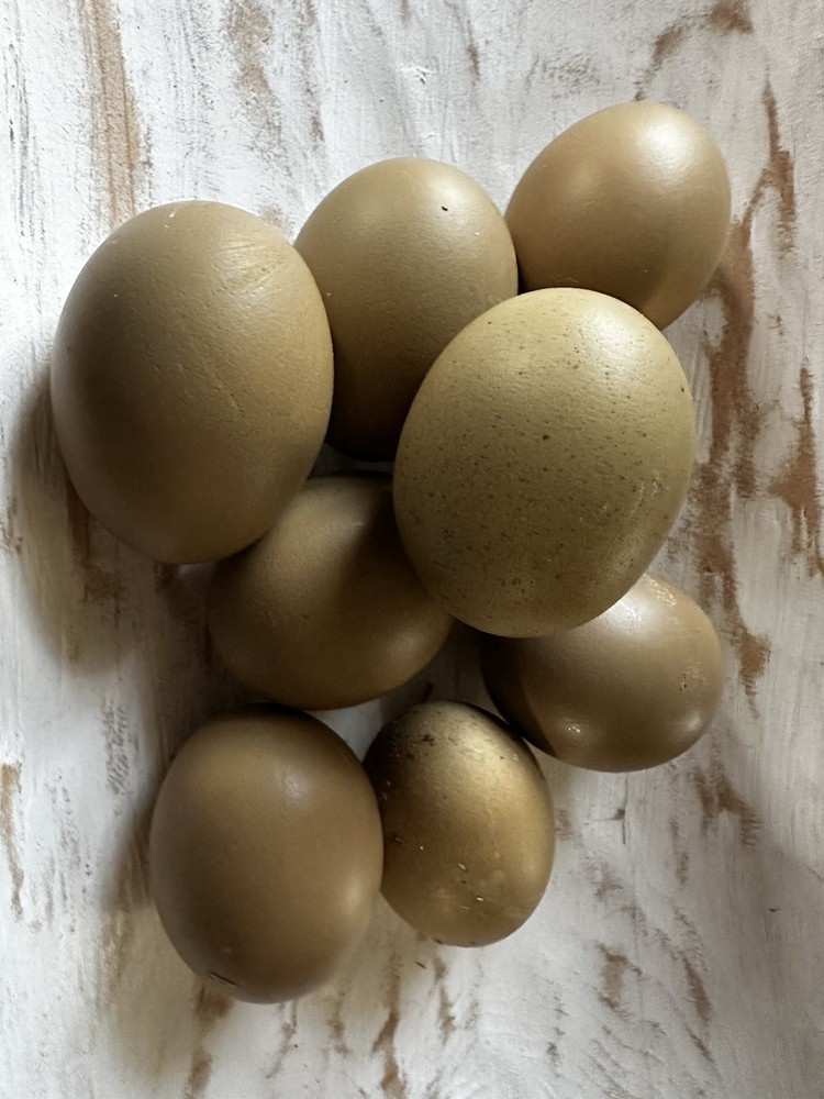 4+2  Hatching Eggs Olive Egger, Easter Egger Avian Flu neg NPIP Dark green eggs