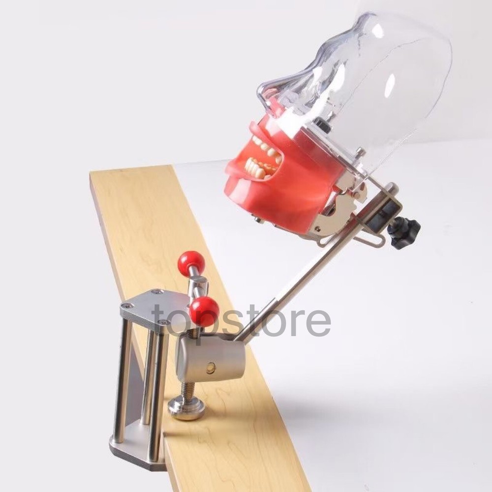 Mannequin Head Teeth Model Desk Fixing Clip Dental Teaching Practicing Head Mold