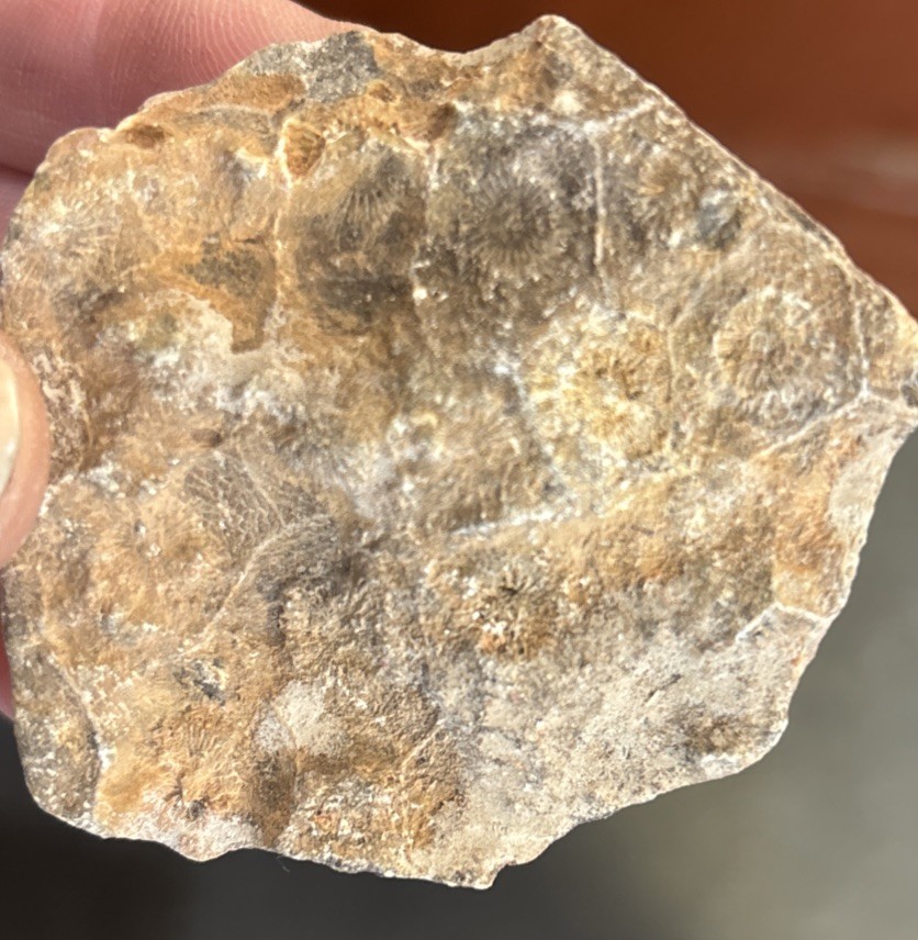 Petrified Coral End Polished