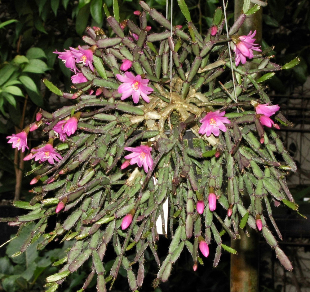 Hatiora rosea Excellent clone, established RC