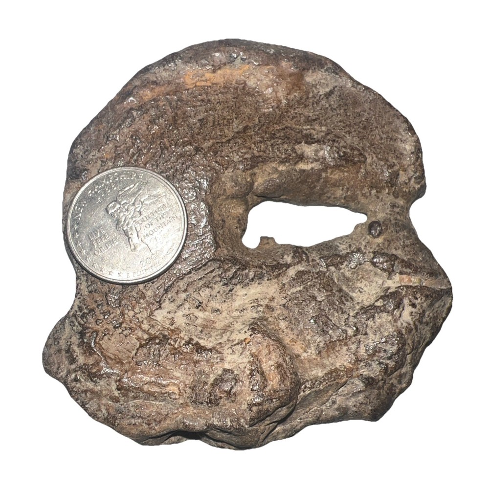 Natural hag stone 8.0 oz.