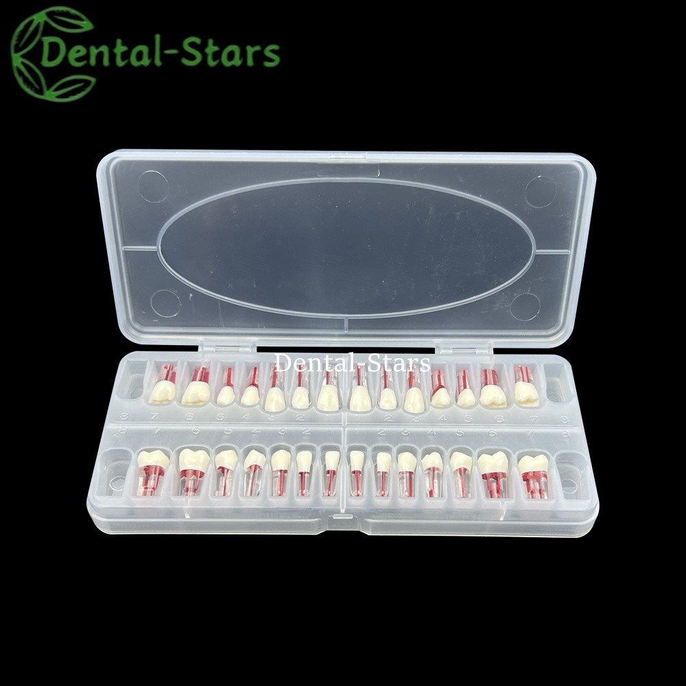28Pcs Dental Endo Root Canal Block Training Teeth Model RCT Pulp Cavity Practice