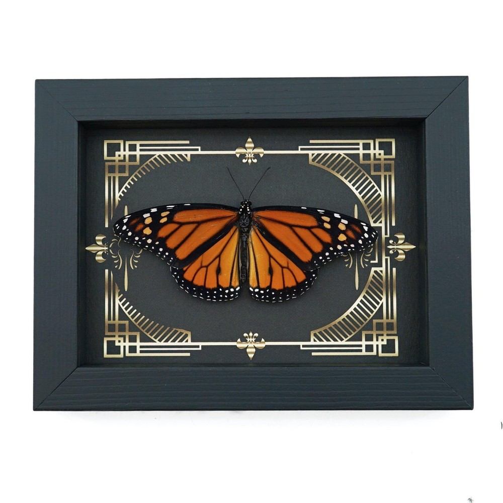 Real Framed Monarch Butterfly Gothic Scrolls Danaus plexippus Resting Display
