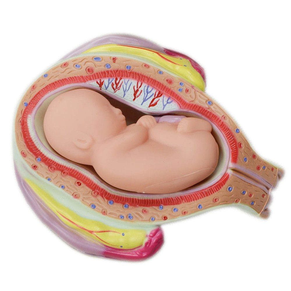 8Pcs PVC Human Anatomical Pregnancy Embryonic Development Process Teaching Model