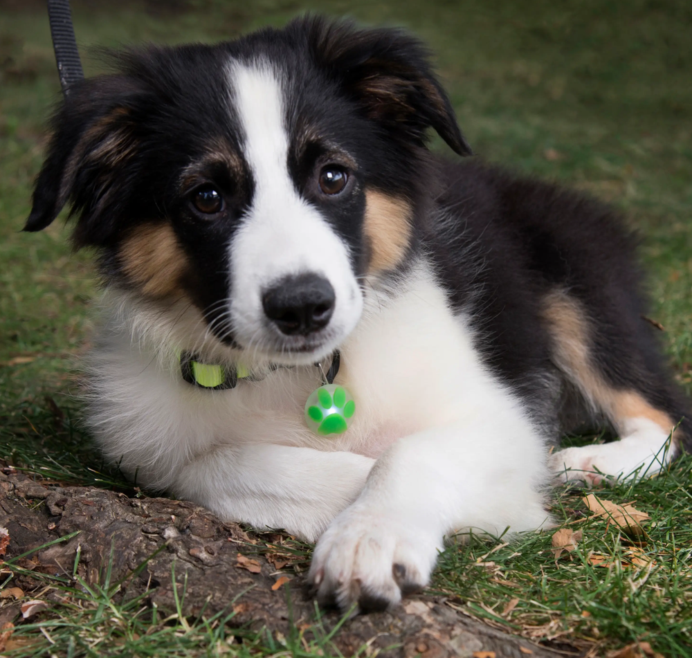 PetLit Collar Light Lime Paw
