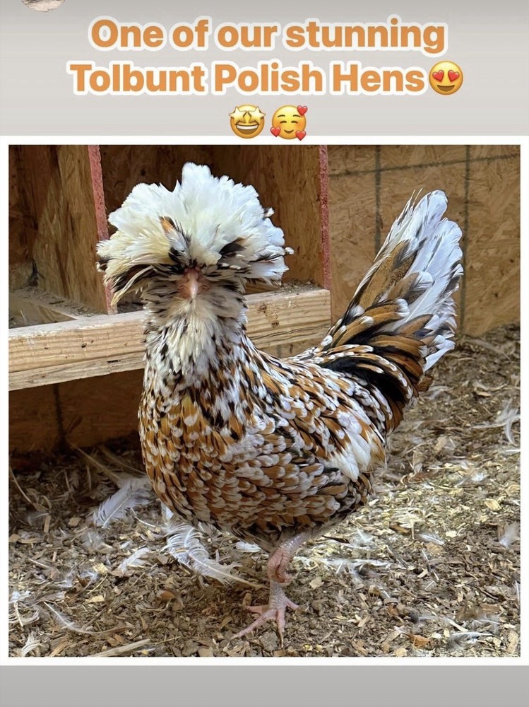 6 Candy Corn Polish Chicken Hatching Eggs (NPIP Certified)