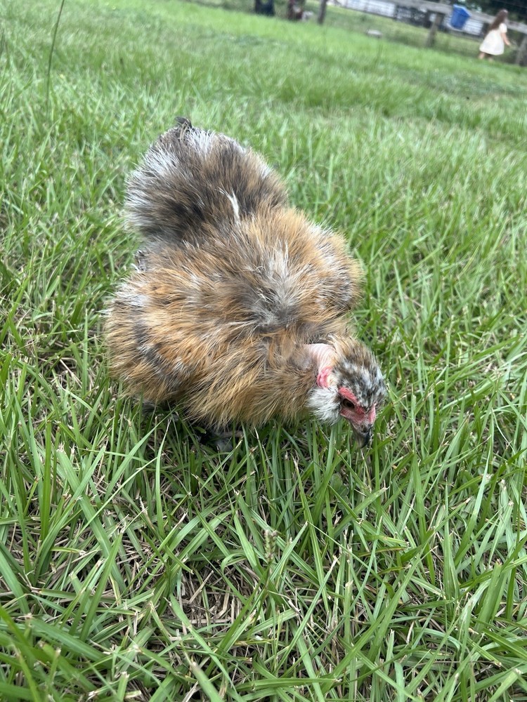 6+ Millie Fleur Silkie Hatching Eggs NPIP