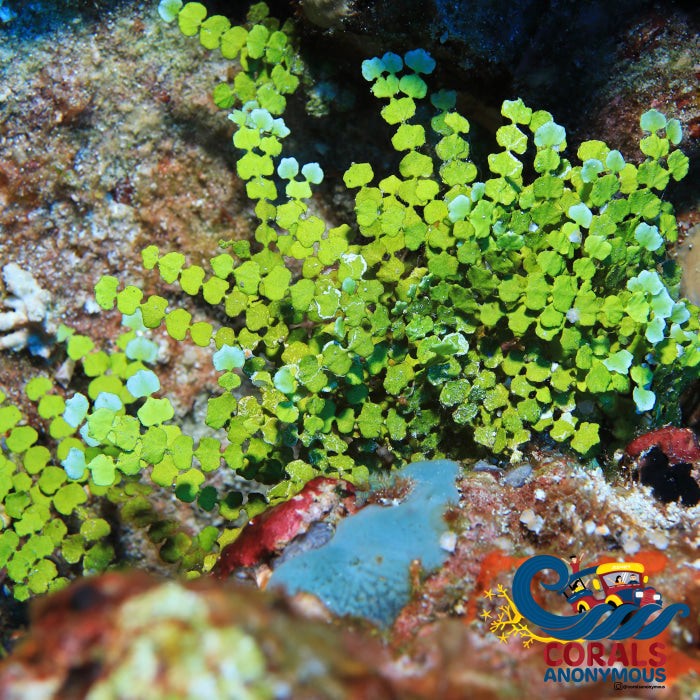 Halimeda Macroalgae Bush