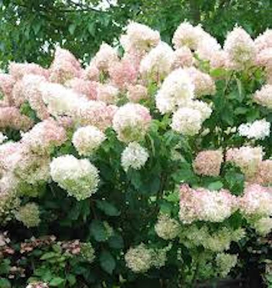 1 Phantom Hydrangea Starter Plant 6-8" Tall Hydrangea Paniculata