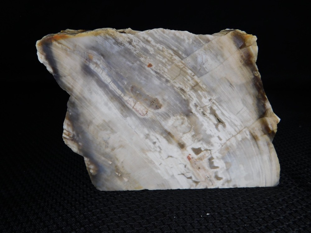 Petrified Wood Opalized Cut Display Specimen 2 lbs. 14 oz.