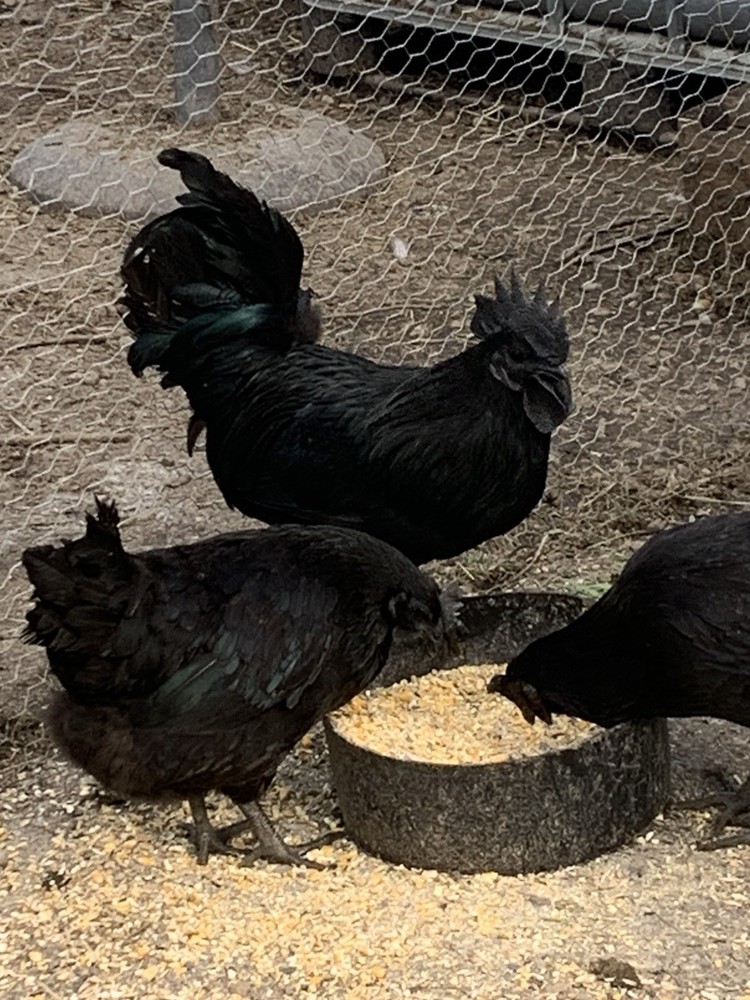6 Ayam Cemani Hatching Eggs/ 6 Easter Egger Hatching Eggs