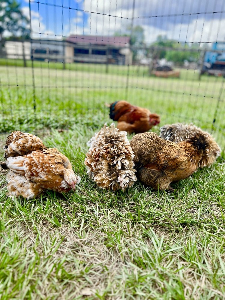 6+ Millie Fleur Silkie Hatching Eggs NPIP