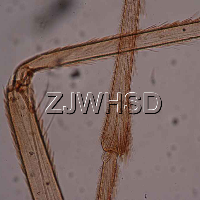 100pcs Glass Prepared Basic Science Microscope Slides Sample Biology Pathology